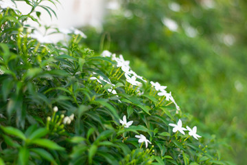 Small white flowers, green shrubs