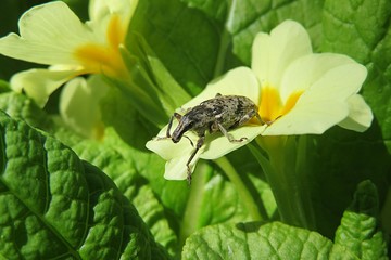 Weevil beetle on yellow primula flower in the garden in spring, closeup