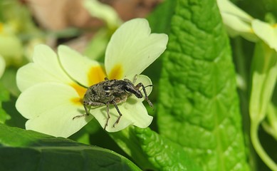 Weevil beetle on yellow primula flower in spring, closeup
