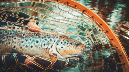 Beautiful brown trout in fishing landing net. Fishing principle of 