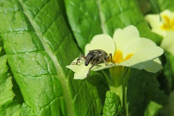 Weevil beetle on primula flower in spring on natural green leaves background