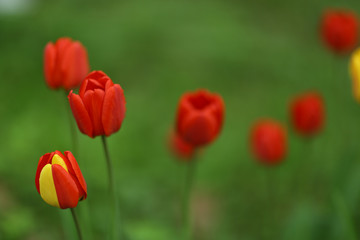 red and yellow tulip close up photo on green