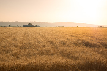 Winter wheat crop dry and ready for harvest.