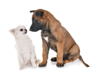 Fototapeta premium puppy malinois and chihuahua