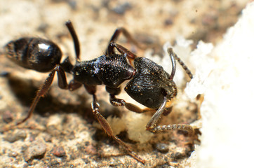 Black ants, with two antennas on the head, and two claws in the mouth
