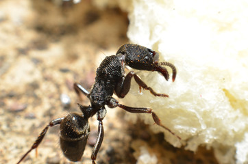 Black ants, with two antennas on the head, and two claws in the mouth
