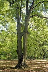 siamesische zwillinge