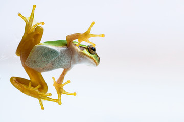 Tree frog