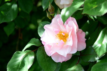 Zartrosa Rose im Blumengarten