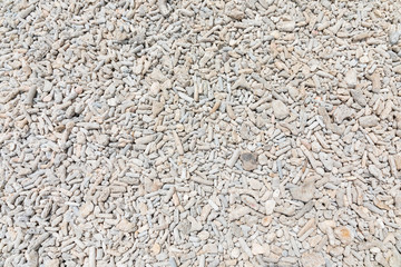 Versteinerte Korallen und Muscheln am Strand.