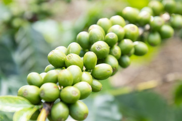 Coffee bean in coffee tree plantation.Fresh green berry of coffee in organic farm. ( selective focus )