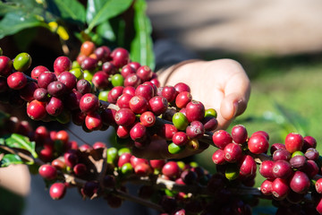 Fresh red coffee berries beans in coffee plantation.arabica coffee berries with agriculturist hands.
