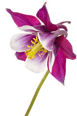 Purple flower of aquilegia, blossom of catchment closeup, isolated on white background