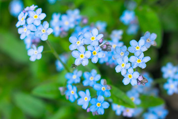 Meadow plant background: blue little flowers - forget-me-not close up and green grass.  