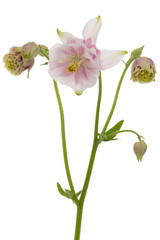 Naklejka na ściany i meble Rosy flower of aquilegia, blossom of catchment closeup, isolated on white background