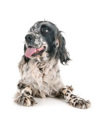 english setter in studio
