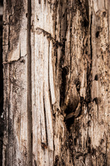 Rotten wood close up and its rotten splinters