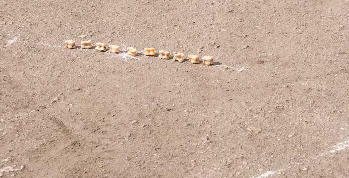 Moment in playing 'asyk' (ancient nomad bowling) - good shot with lucky flying anklebone knocking out a piece from line