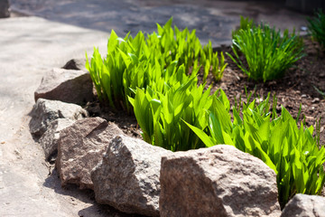 Young Hosta lancifolia plants in garden in spring sunny day