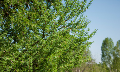 Fototapeta premium Pine branch against the blue sky.