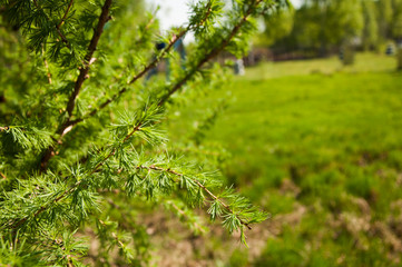 Pine branch against the blue sky.
