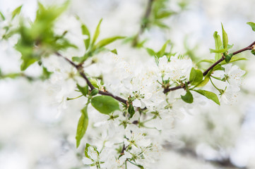 Branches with blooming white flowers