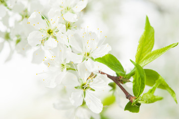 Branches with blooming white flowers