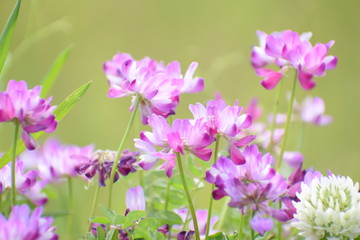 蓮華草（田んぼ）