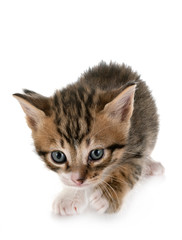 moggy kitten in studio