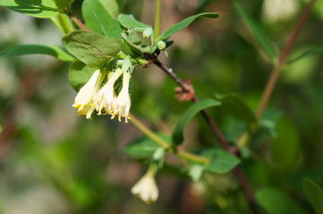 Branches with blooming white flowers