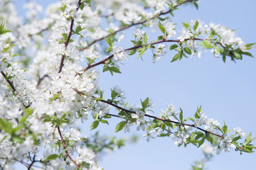 Branches with blooming white flowers