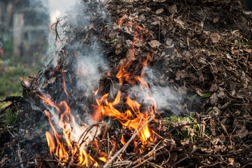 Burning dry grass in spring forest.