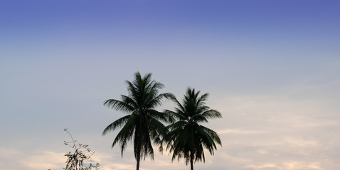 Fototapeta na wymiar Coconut trees, bright sky background