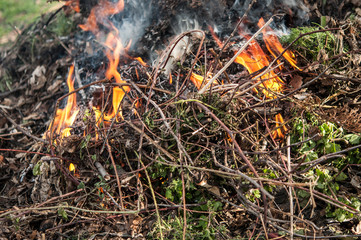 Burning dry grass in spring forest.