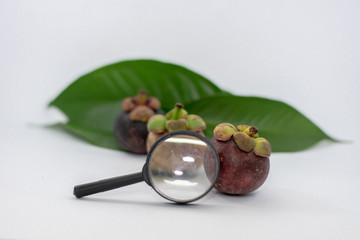 Magnifying glass, mangosteen leaves, white background