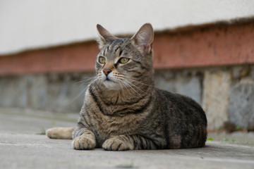 Gray striped kitten lying on the concrete