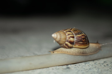 Snail walking on the rubber tube