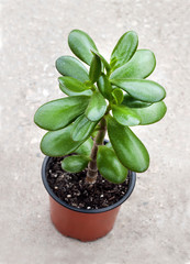 Crassula ovata in a flower pot