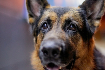 Dog German Shepherd outdoors in a dark night