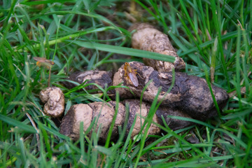 Dog poop in green grass - from above
