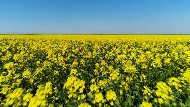 Flying over stunning bright yellow field with a blue sky on the background. Shot. Yellow flowers and green stems, aricultural field view from above