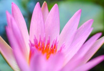 Close up of lotus blooming in macro style,Budha and calm concept