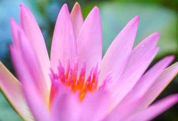 Fototapeta premium Close up of lotus blooming in macro style,Budha and calm concept