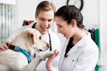 Dog giving handshake to a veterinarian - obrazy, fototapety, plakaty