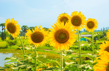 Sunflowers blooming  on blue sky background ,fresh & daylight summer concept.