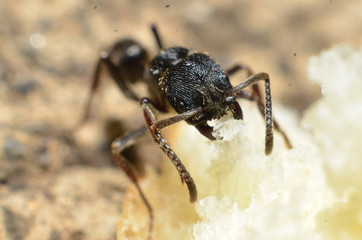 Black ants, with two antennas on the head, and two claws in the mouth