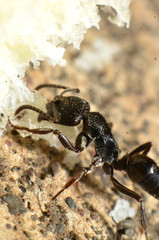 Black ants, with two antennas on the head, and two claws in the mouth