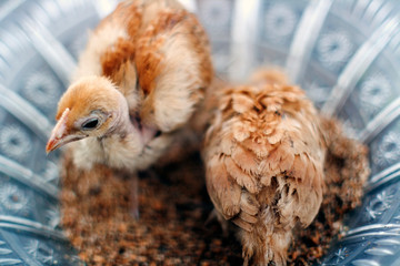 portrait of a chicken