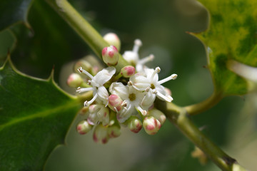 Hedgehog Holly Ferox
