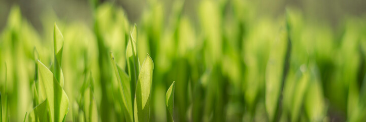 Spring background.Leaves from lilly